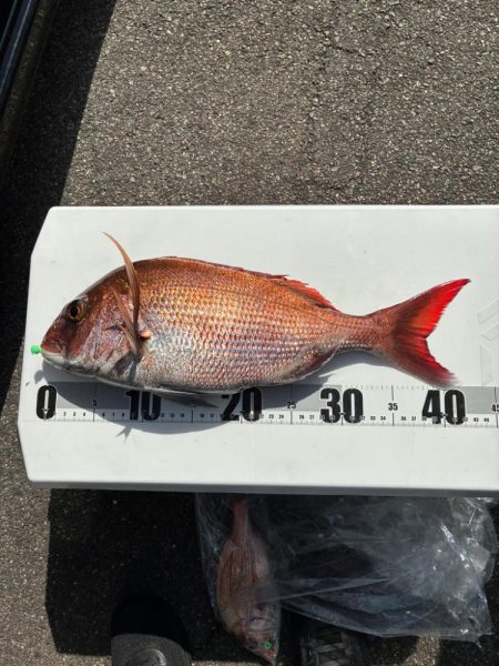真鯛釣り