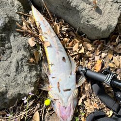 今年初コチ