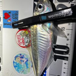 爆風アジング