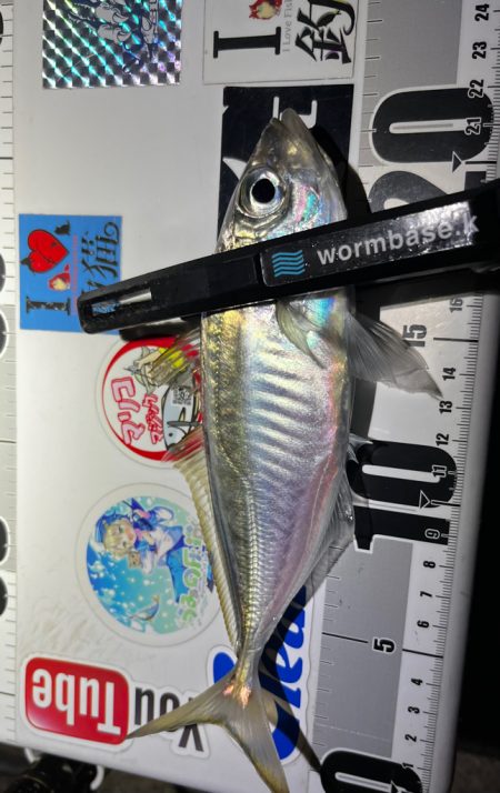 爆風アジング