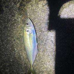 アジング