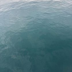 デイエギング　短時間でも釣れた