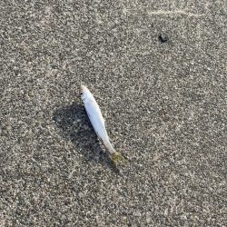 小ハス釣り