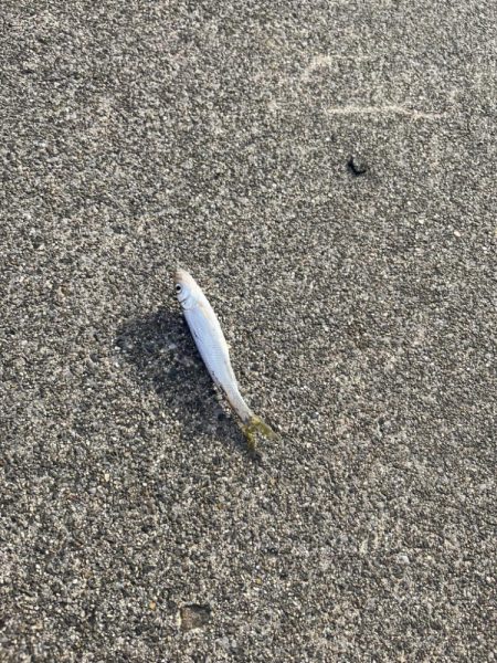 小ハス釣り