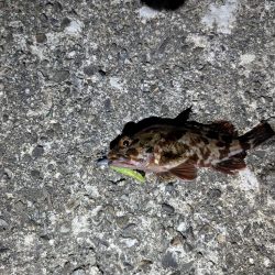 カラー