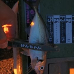 アジング14