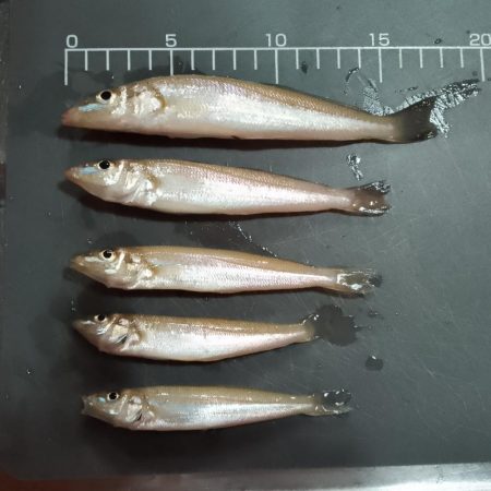 キス釣り