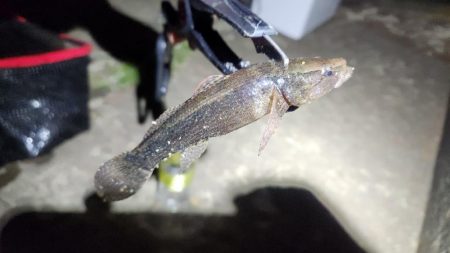 うなぎ釣り