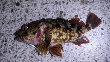 ガシラ爆釣デー