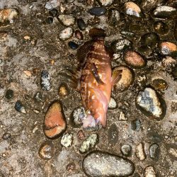根魚
