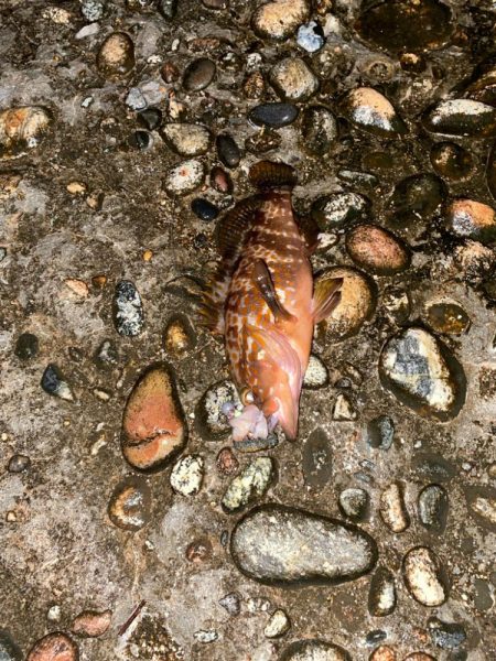 根魚