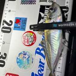爆風アジング