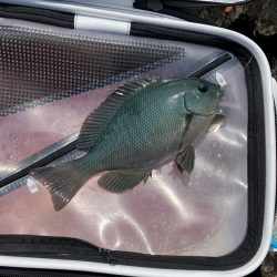 磯フカセ釣り