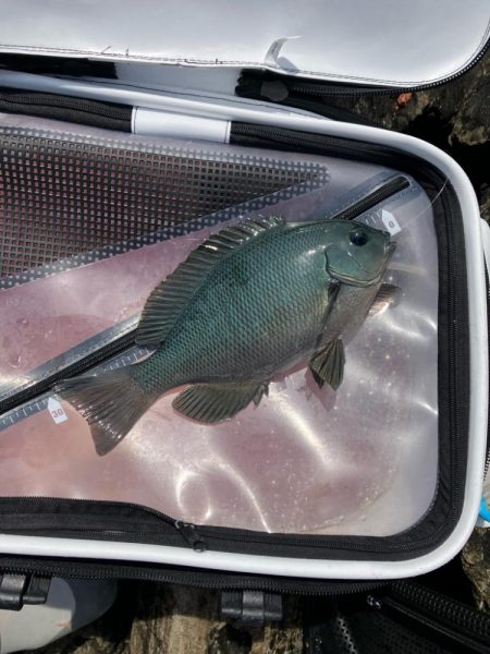 磯フカセ釣り