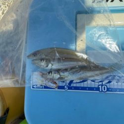 キス釣り