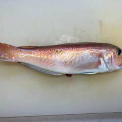 アマラバです