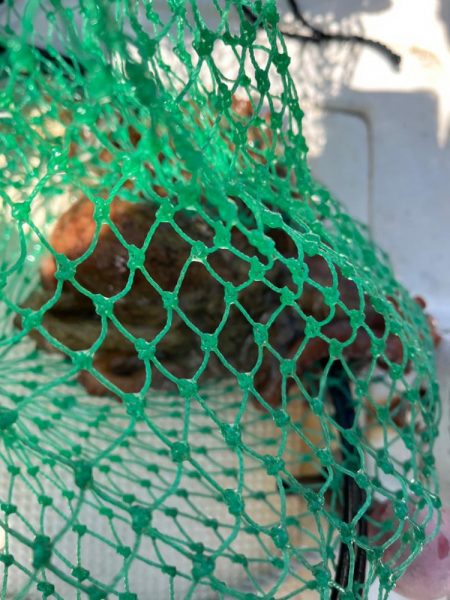 タイラバしたりして4目達成