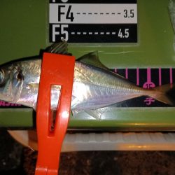 アジング15