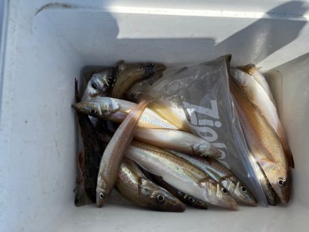 恒例のＧＷ天草釣行をしてきました