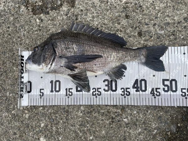 イチノ兄弟、釣果！