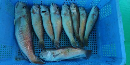 泉州丸　釣果