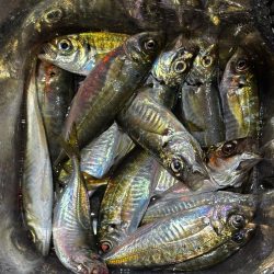 風波克釣