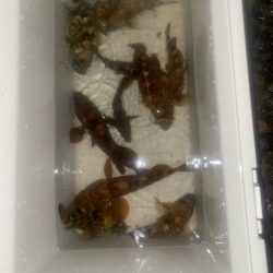 根魚