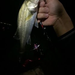 アジング釣査