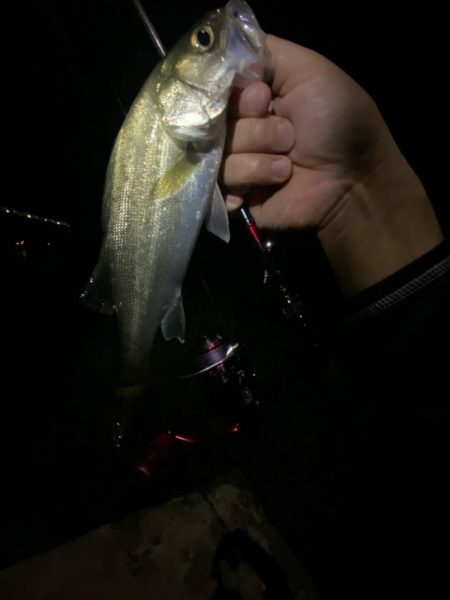 アジング釣査