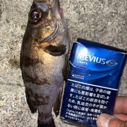 メバル25
