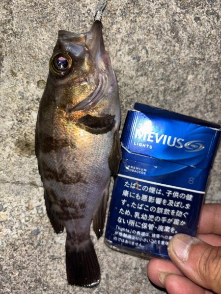 メバル25
