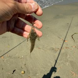 キス釣り