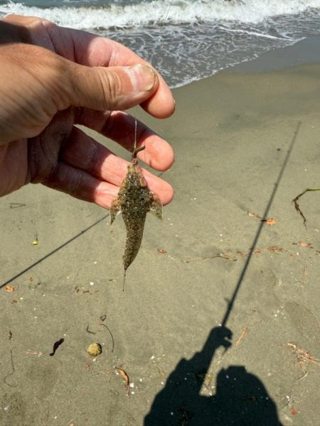 キス釣り