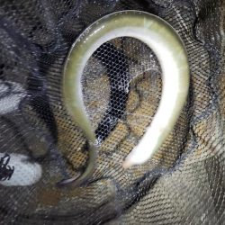 うなぎ釣り