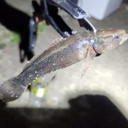 うなぎ釣り
