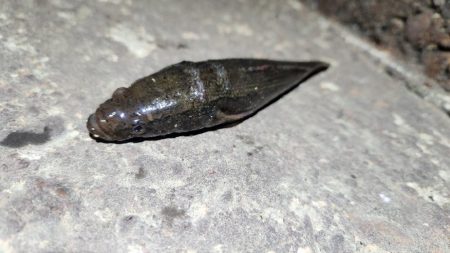 うなぎ釣り