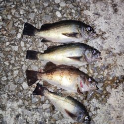 他魚種釣り