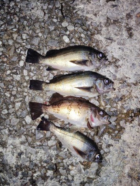 他魚種釣り