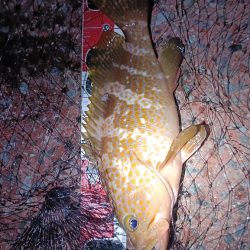 イカ釣りの筈が…