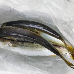カマス