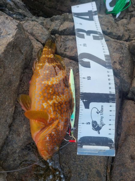根魚のみ