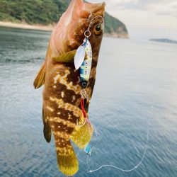 アコウ