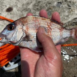 カゴ釣り