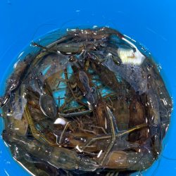 テナガエビ