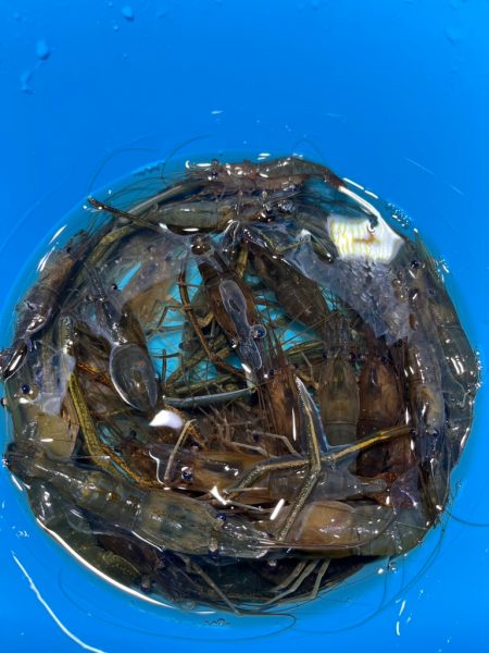 テナガエビ