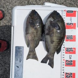 梅雨グレ釣り