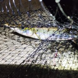 カマス