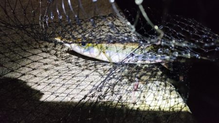 カマス