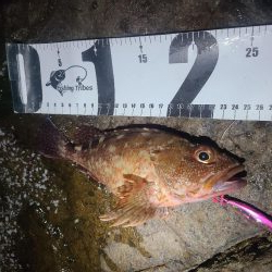 根魚のみ
