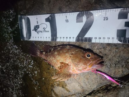 根魚のみ
